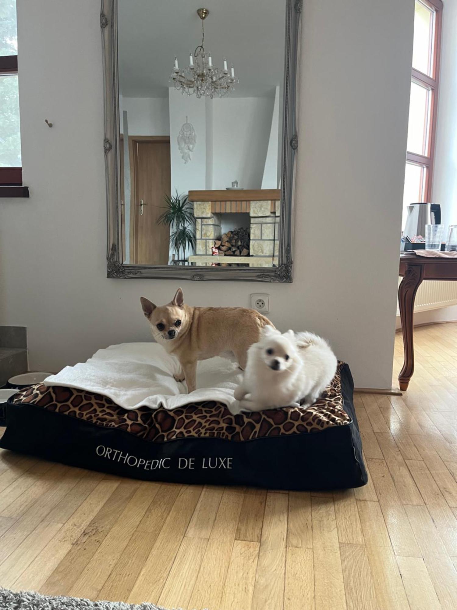 Dogs Resort And Spa Horni Bezdekov ภายนอก รูปภาพ